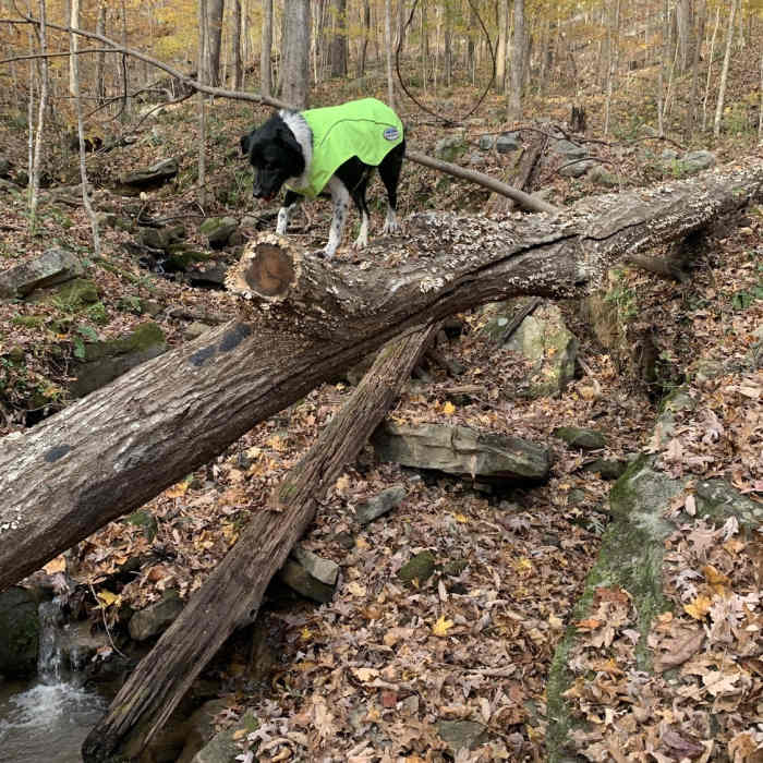 Near Bear Den Point Loop