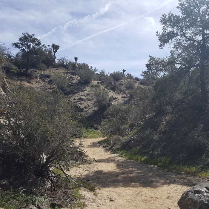 It's a neat area heading up the trail to Warren Peak, complete with lots of vegetation and rock formations. Near Panorama Loop Trail