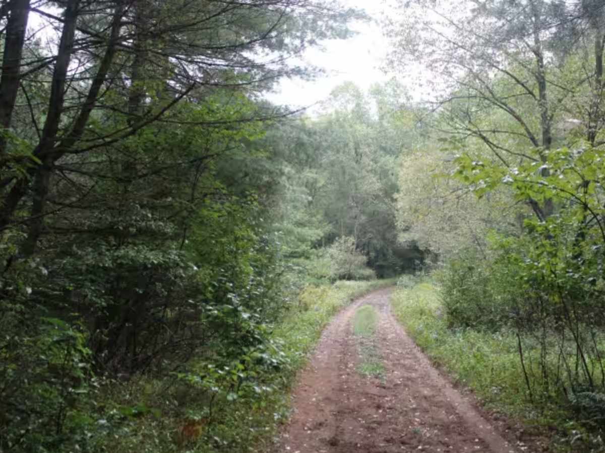 Catspaw Lake Road photo 3