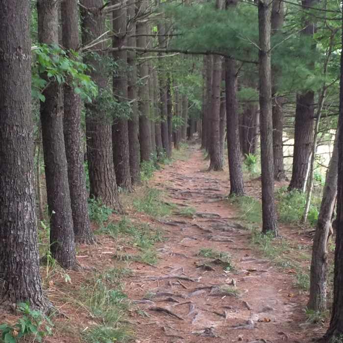 Buckeye Trail to Peninsula Near Valley Trail