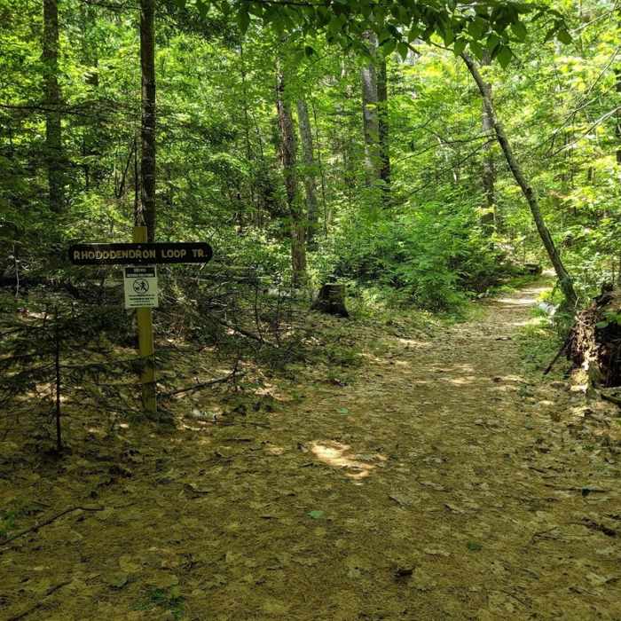 Nice easy flat walking path Near Little Monadnock Mountain Trail