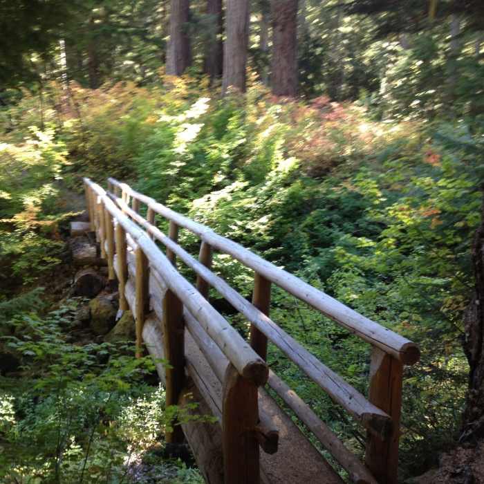 Near McKenzie River Trail MRT