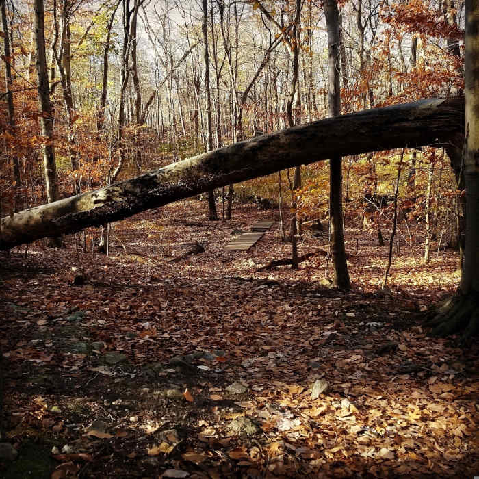 Near Poplar Trail