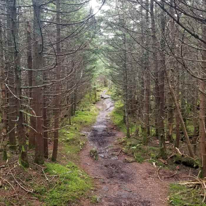 The trail between Lincoln Peak and Mt. Abraham Near Mount Abraham and Lincoln Peak