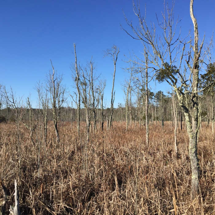 View from the Swamp Bridge, at the end of the first leg of the White Oak Trail. Near Newport News Park Loop