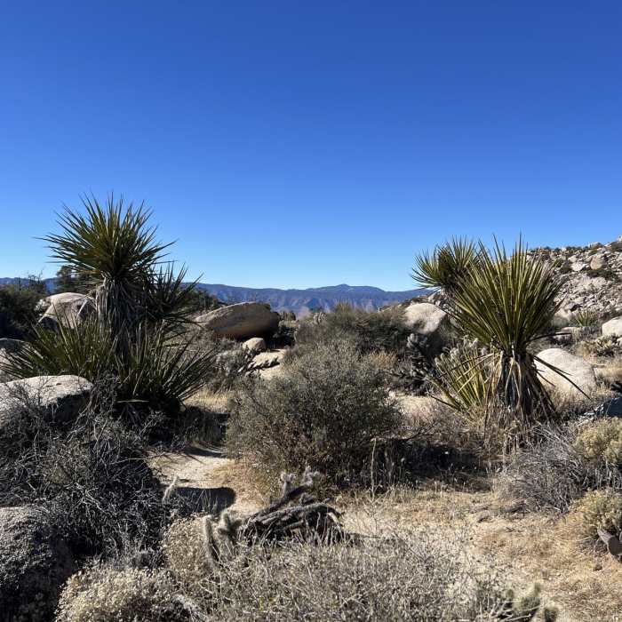 Near Whale Peak Via Pinyon Wash