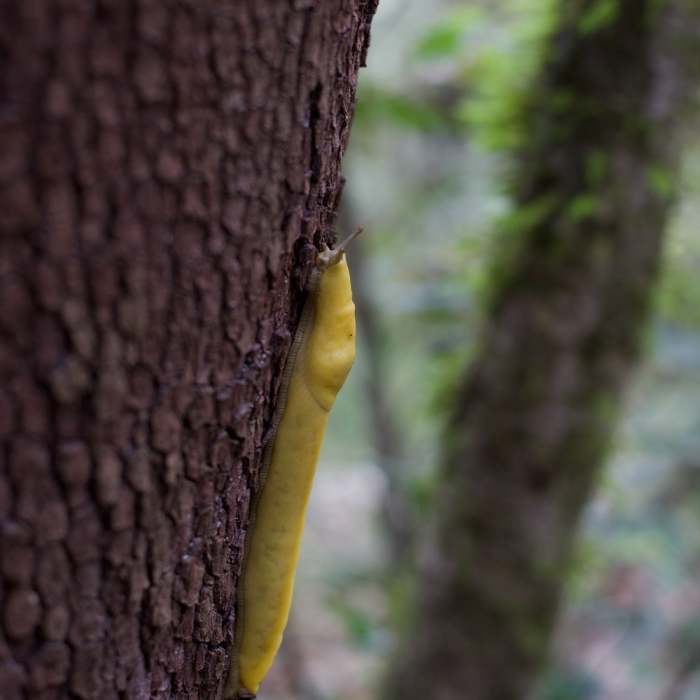 Near El Corte de Madera Creek Trail