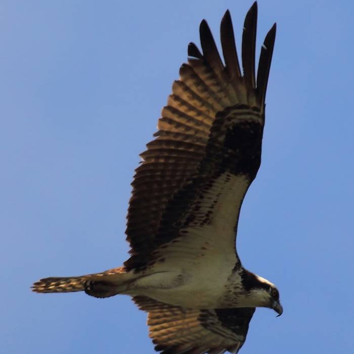 Near Cabin Branch - Hard Rock Loop