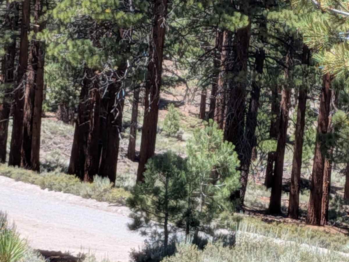 Forest Service Road 2S129 photo 6