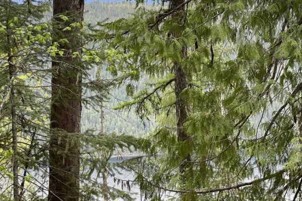 Cottonwood Rec to Kingfisher FSR