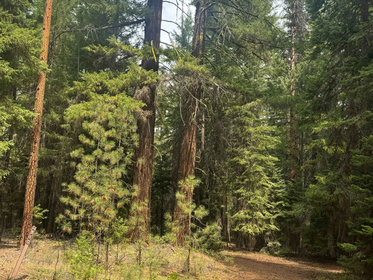 FS 1100-810 trail photo