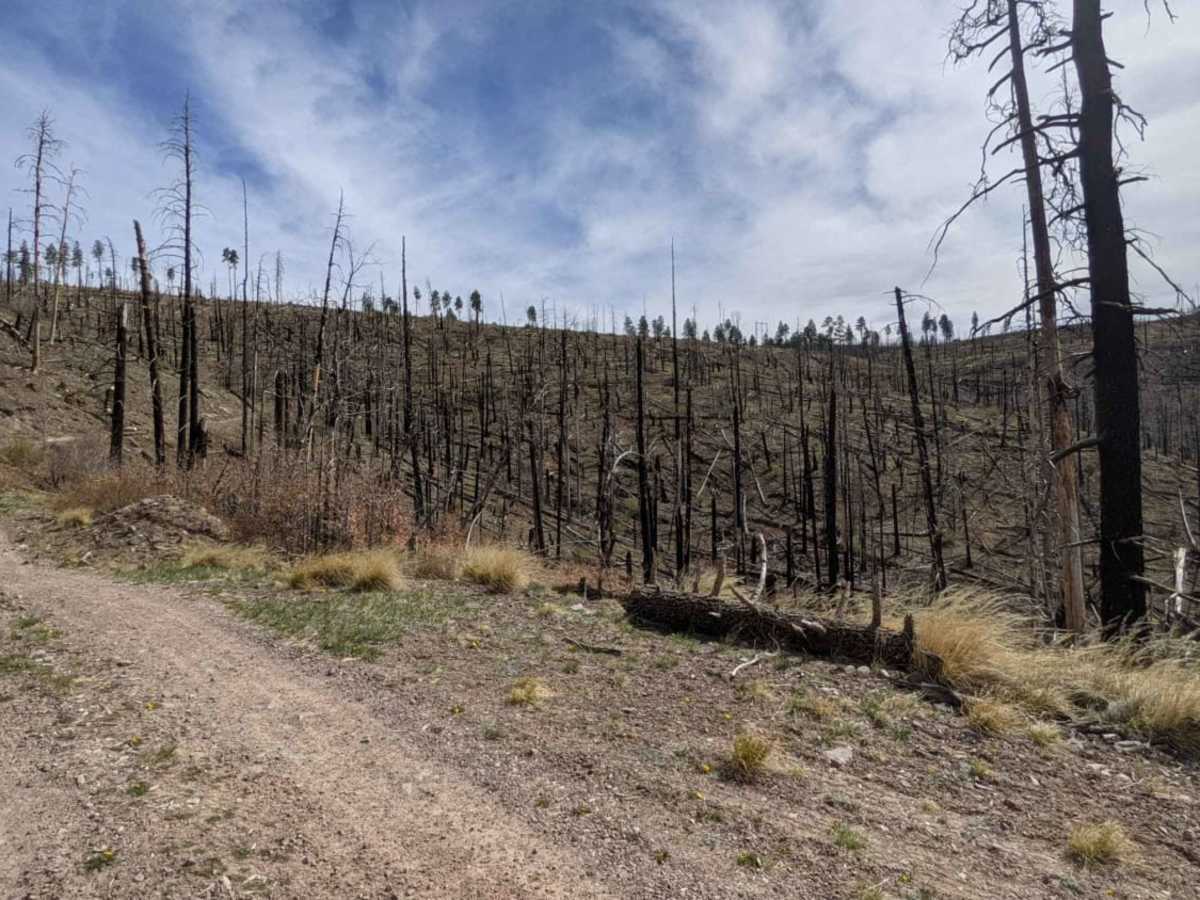 Noble Mountain photo 2