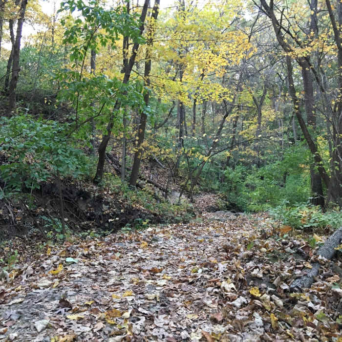 Blue Trail in the fall. Near Palos West Side Tour