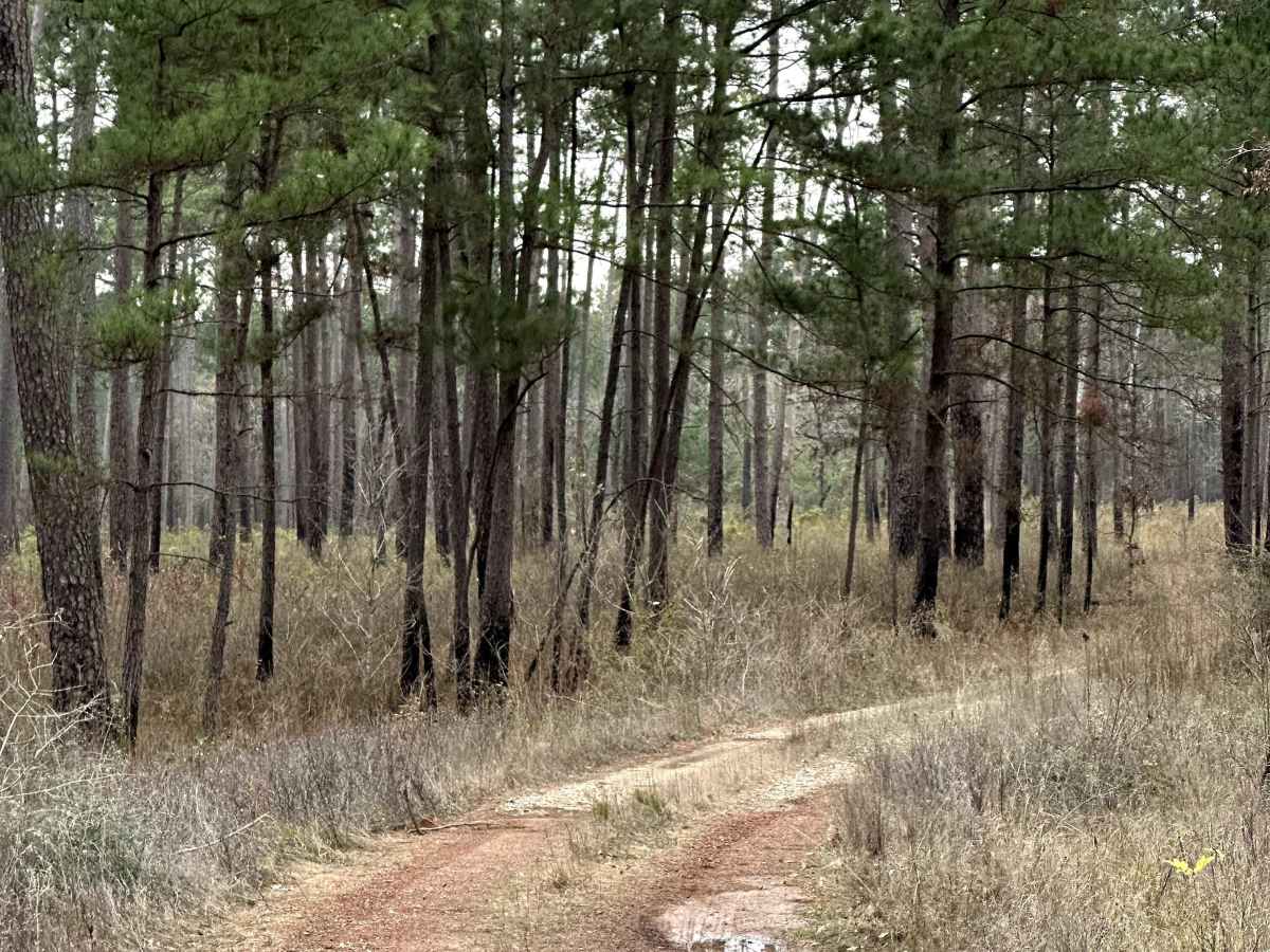 Sinclair Spur - FS 203A trail photo