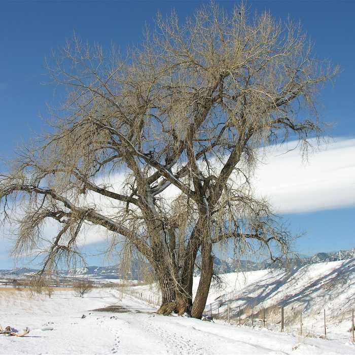 Near Dry Creek Trail