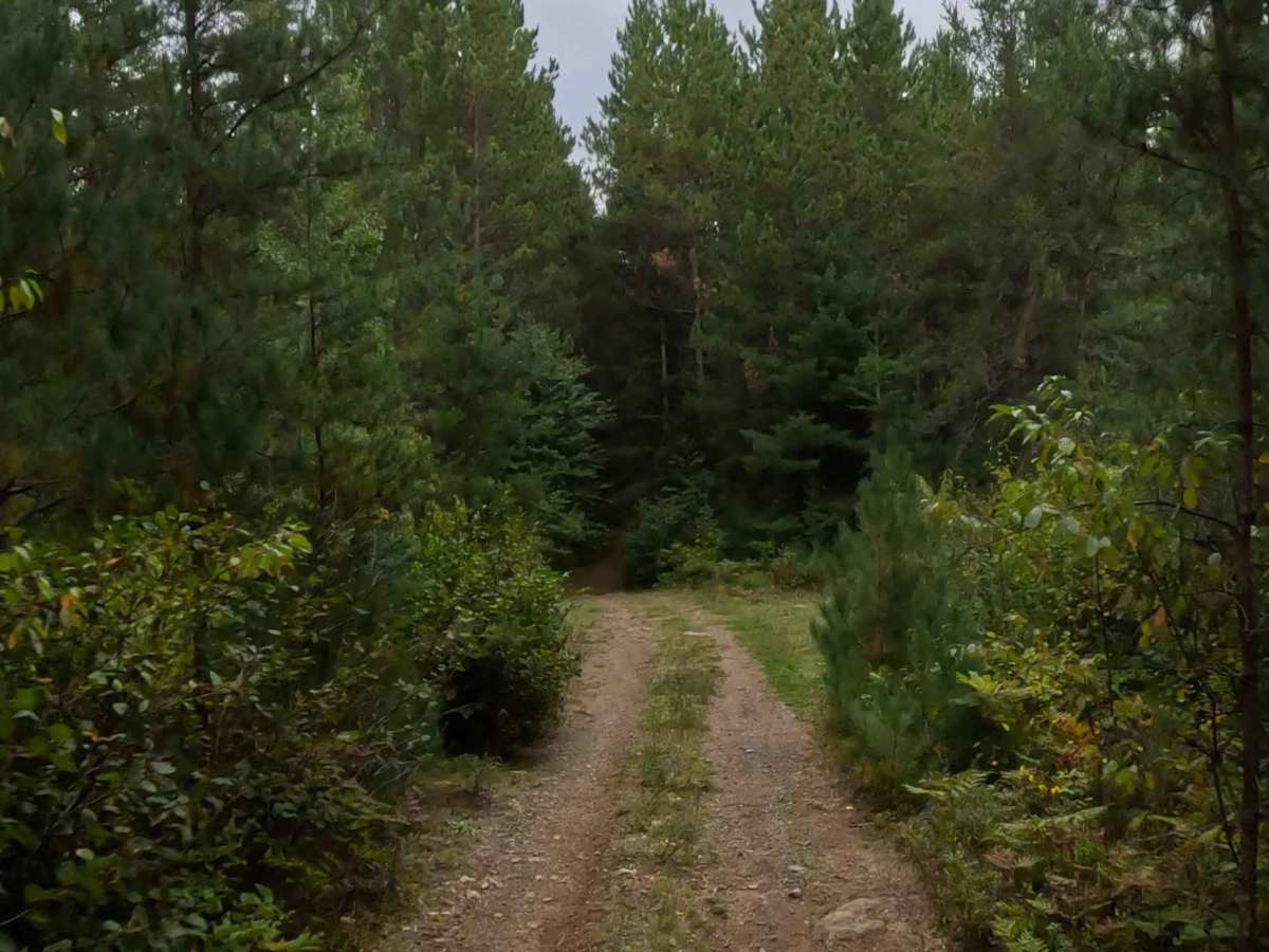 Beaver Road - FS 1892 photo 2