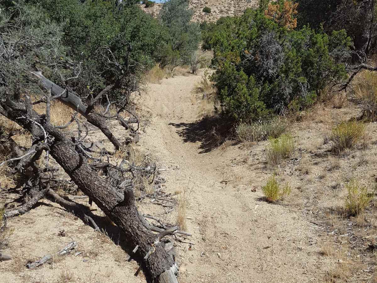 Trail 37 photo 3
