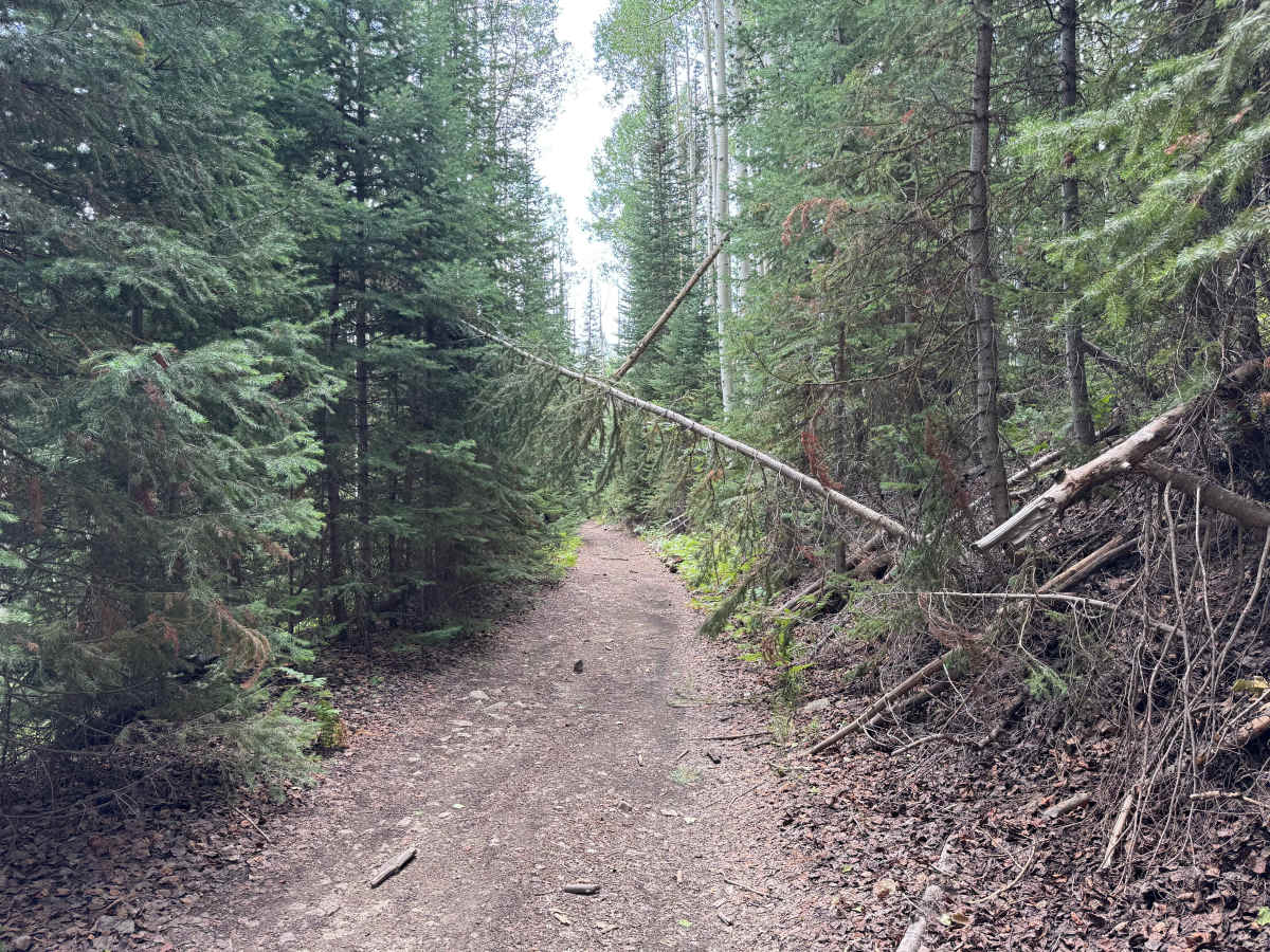 Upper Ways Gulch Road photo 5