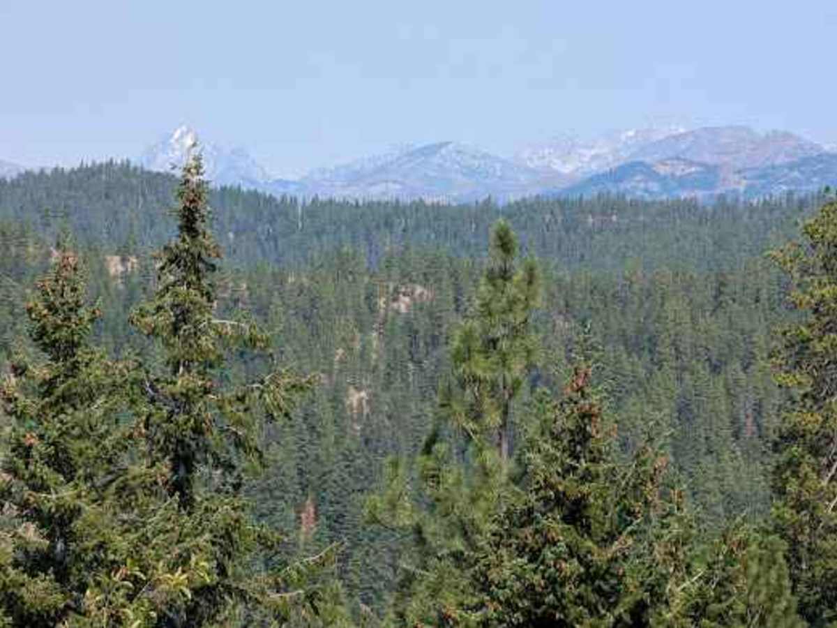 Cougar Spur - FS 9718-118 trail photo