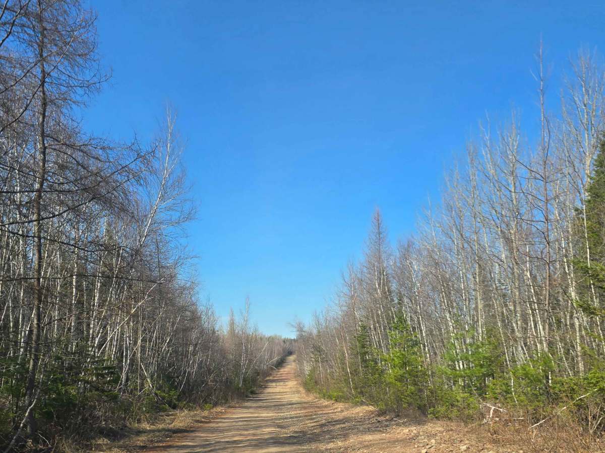 Campbell Brook Road  trail photo