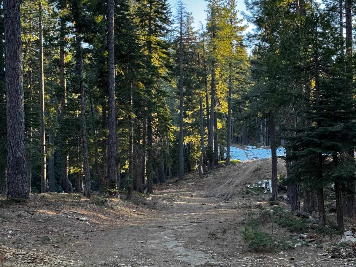Red Ant trail photo