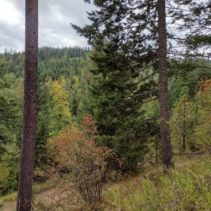 Near Timber Ridge Lane