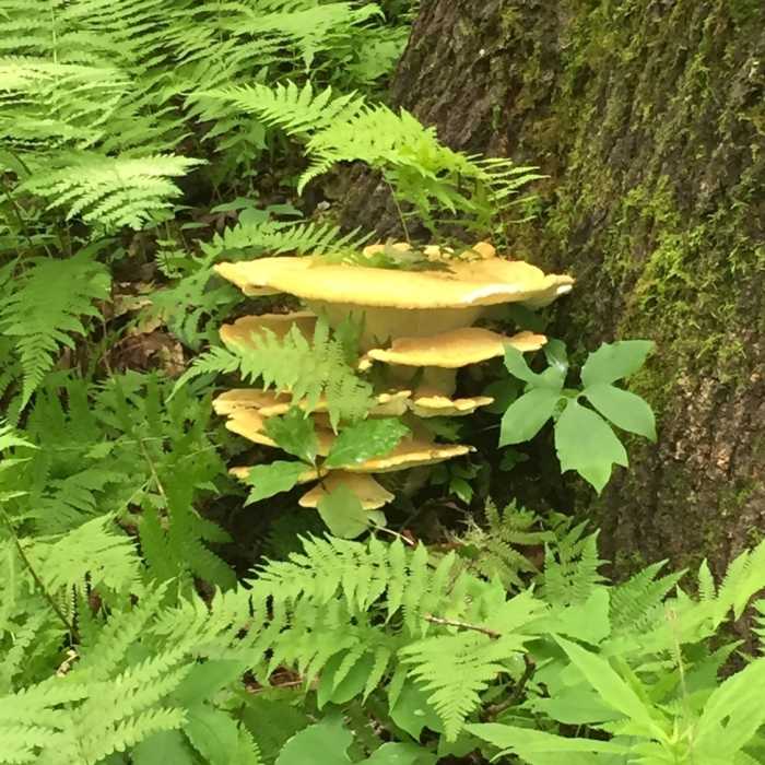 Near Tennessee Rock Trail