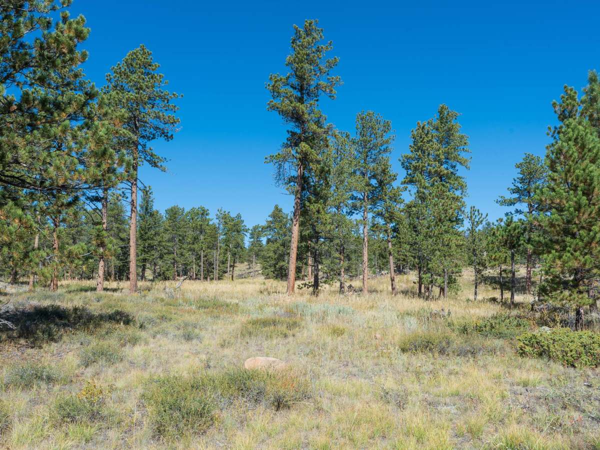 Forest Service Road 181D photo 4