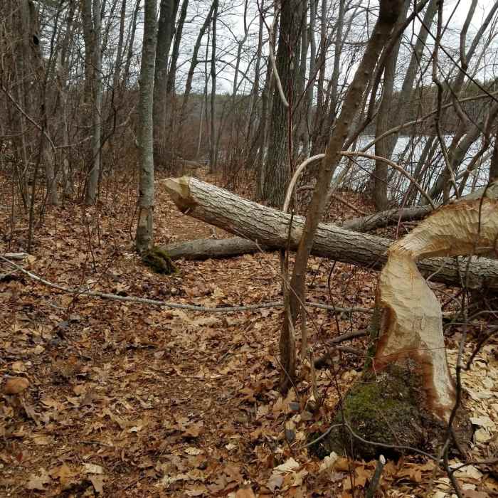 Beaver sign Near Whitehall State Park Loop Trail