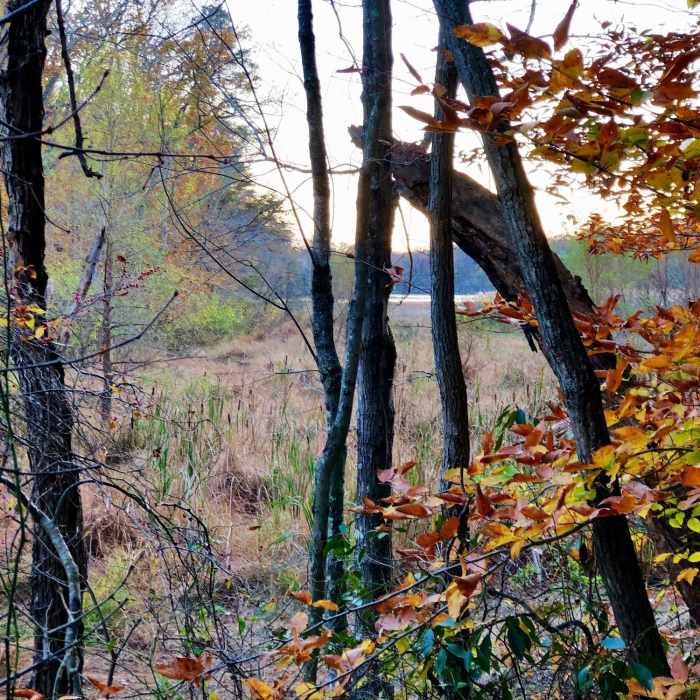 Near Broad Creek Trail