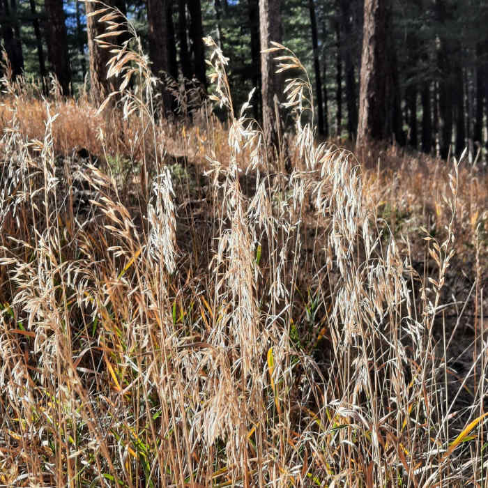 Near Genesee Mountain Trail Loop