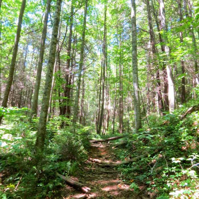 Near Bearden Falls Trail