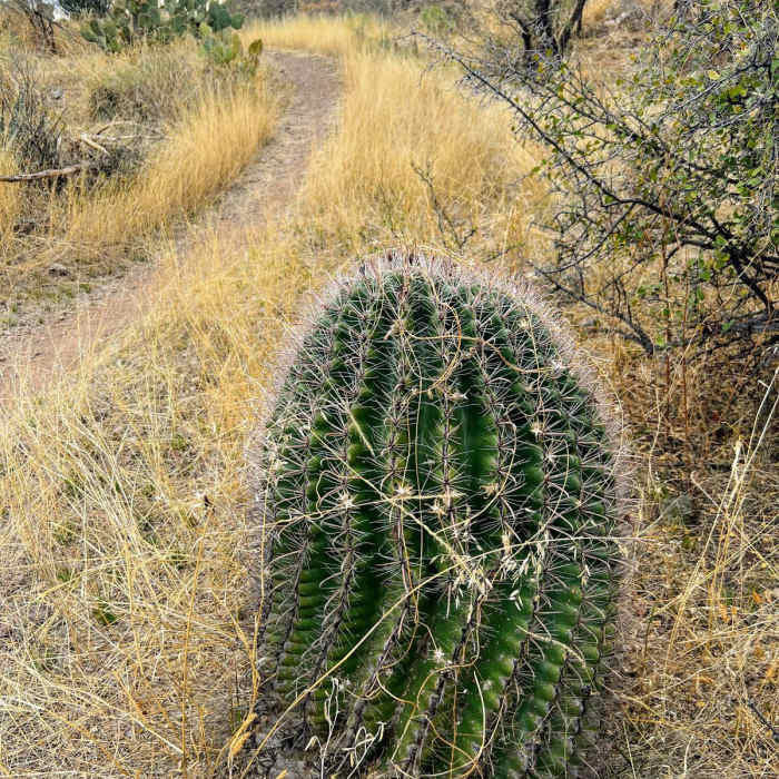 Near Oak Tree Canyon Loop
