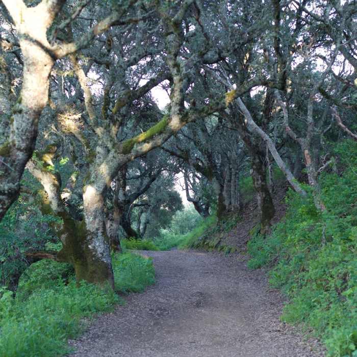 Near Hamms Gulch-Spring Ridge Trail Loop