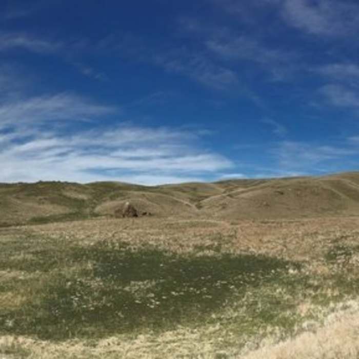 Near Bovine Nirvana