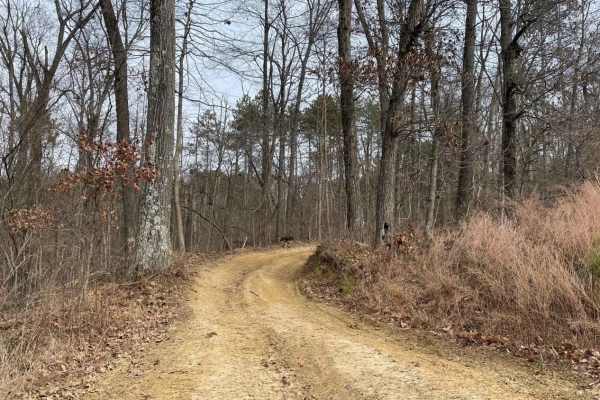 Redbird Trail 5x
