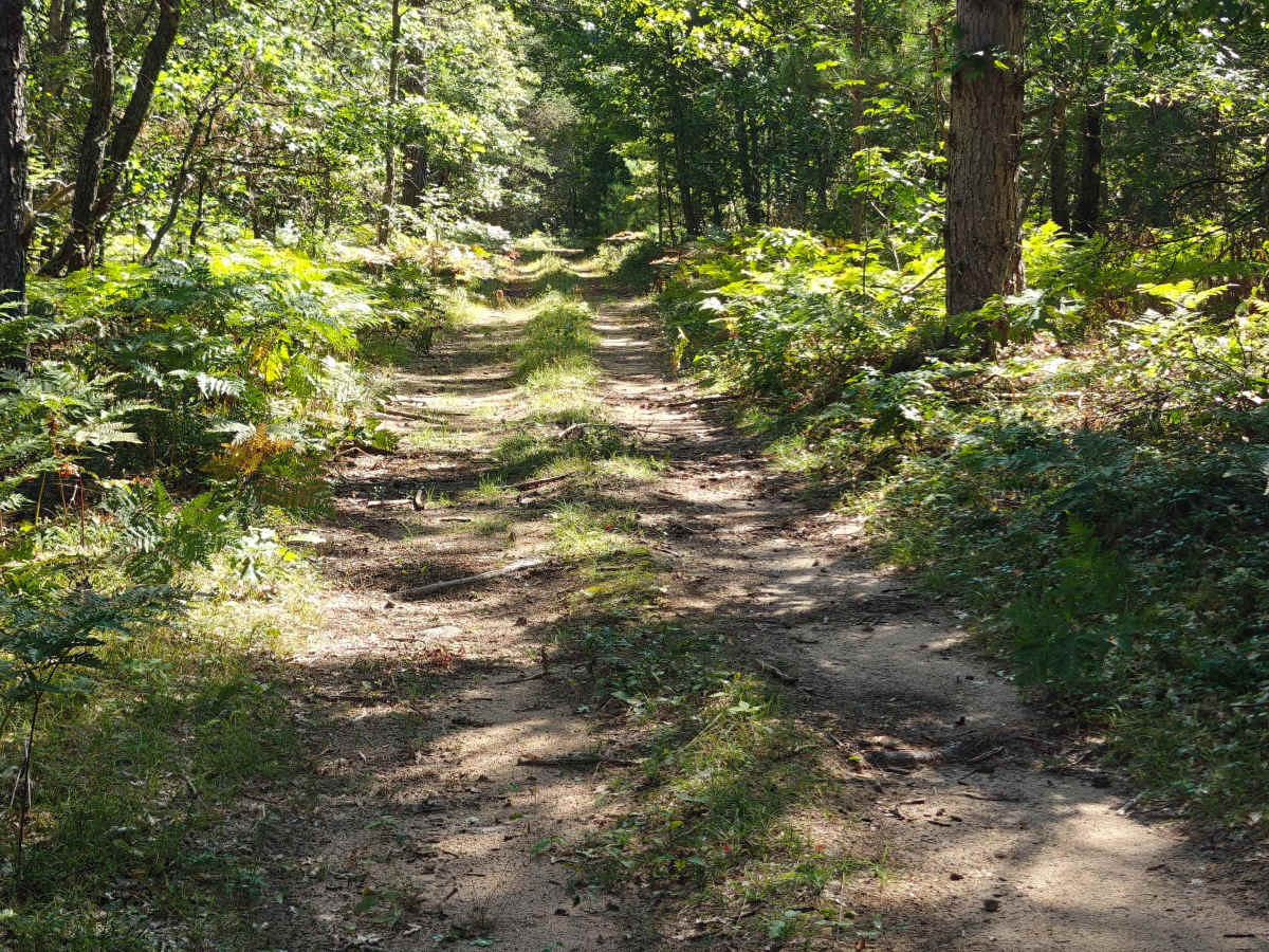 Deer Camp Trail photo 5