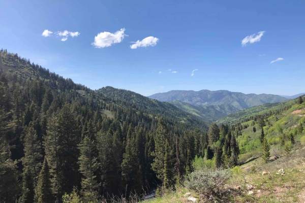 West Fork #863 Elk Creek