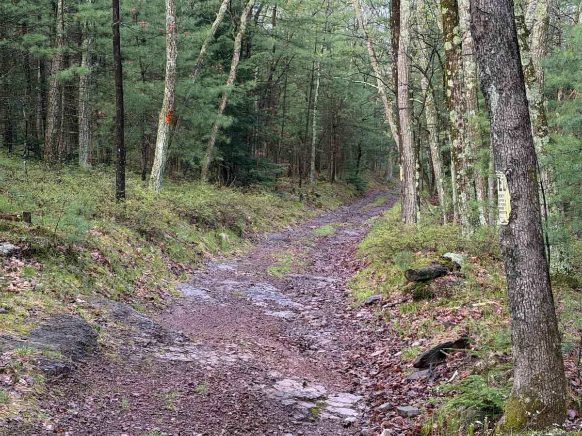 Cardiff Lane trail photo