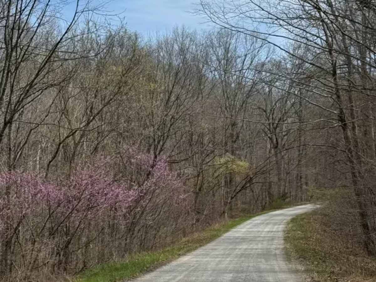 Taylor Ridge Road trail photo