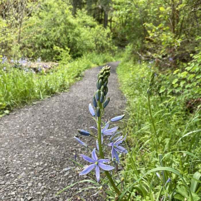 Near Mt. Baldy Ridgeline Trail