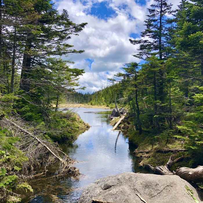 Near Calamity Brook Trail