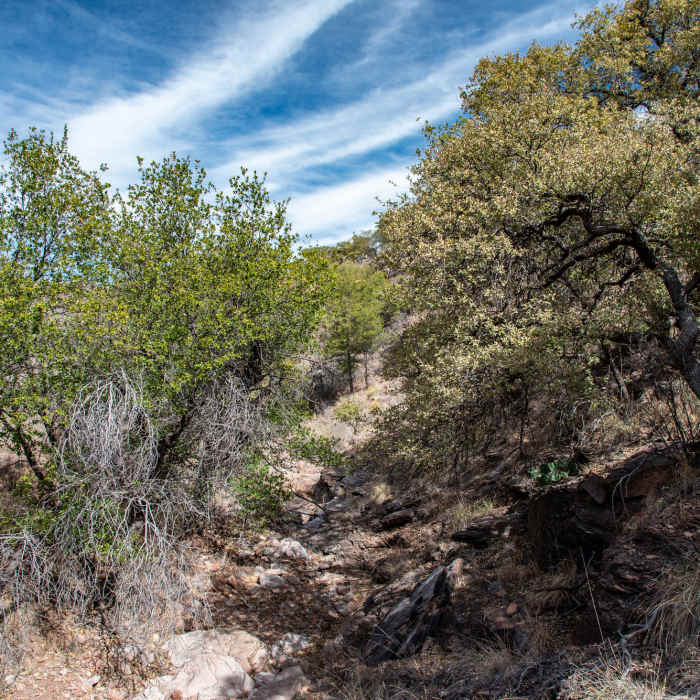 Dry Creekbed Near Skyline Drive Trail