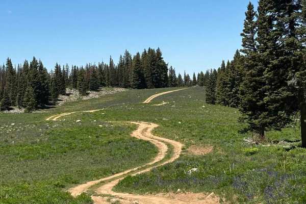 Cattle Guard Road