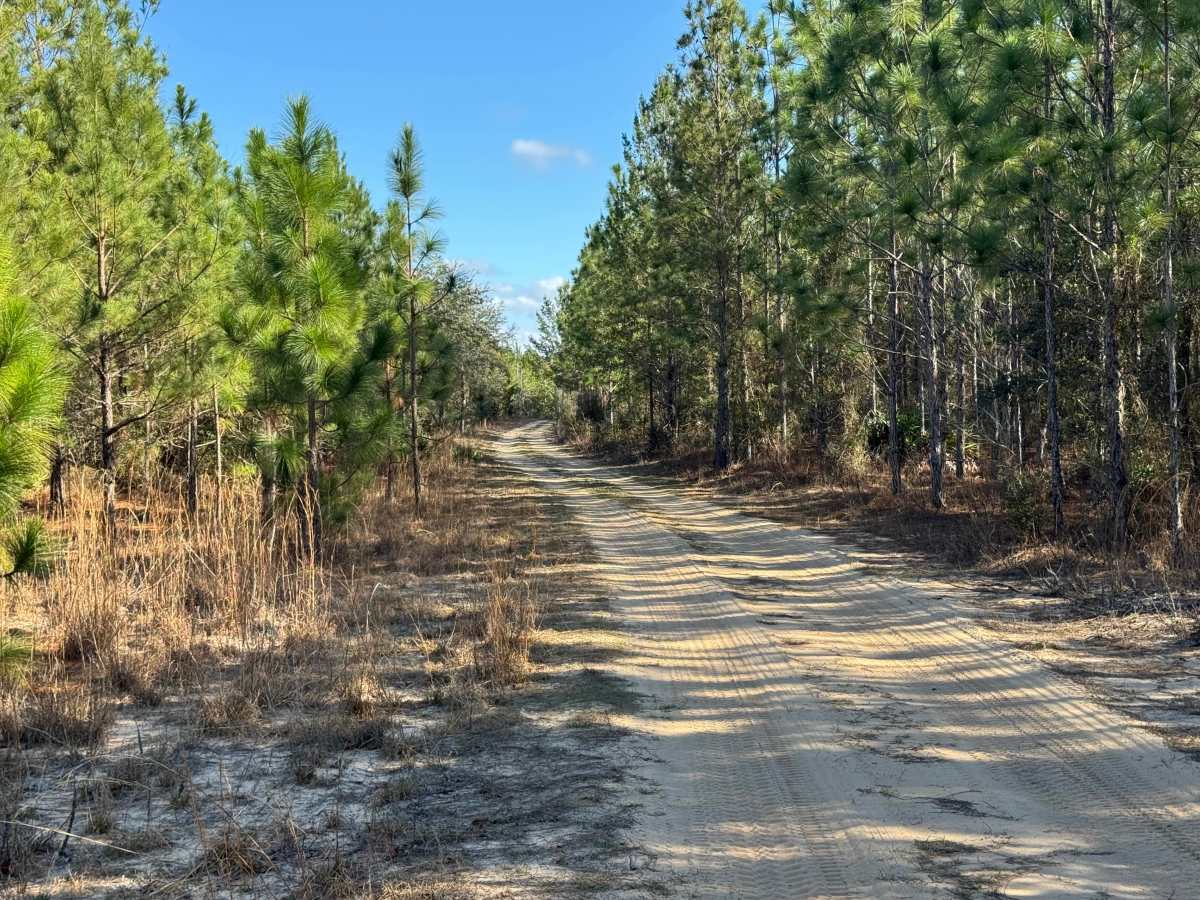 Doe Road photo 2