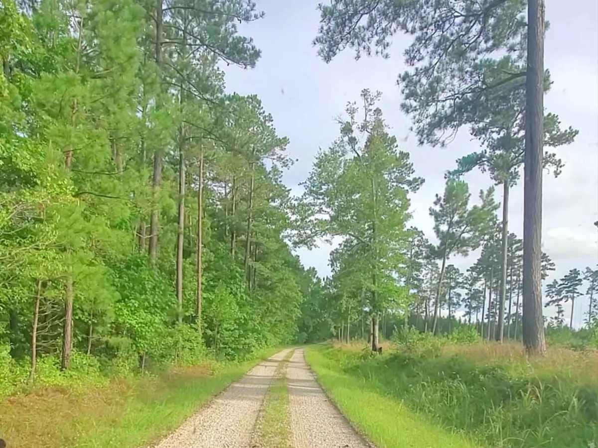 Lick Fork Road trail photo
