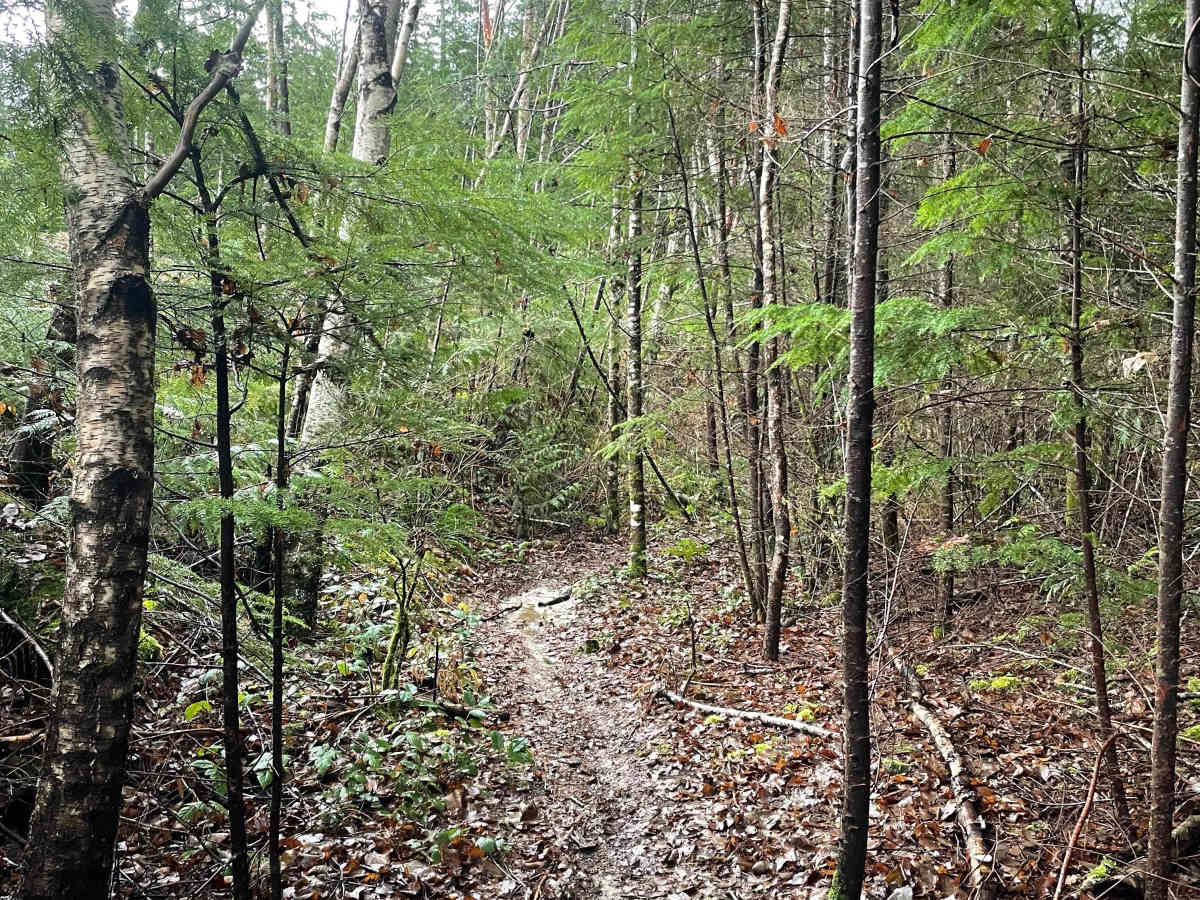 Car in the Woods photo 6