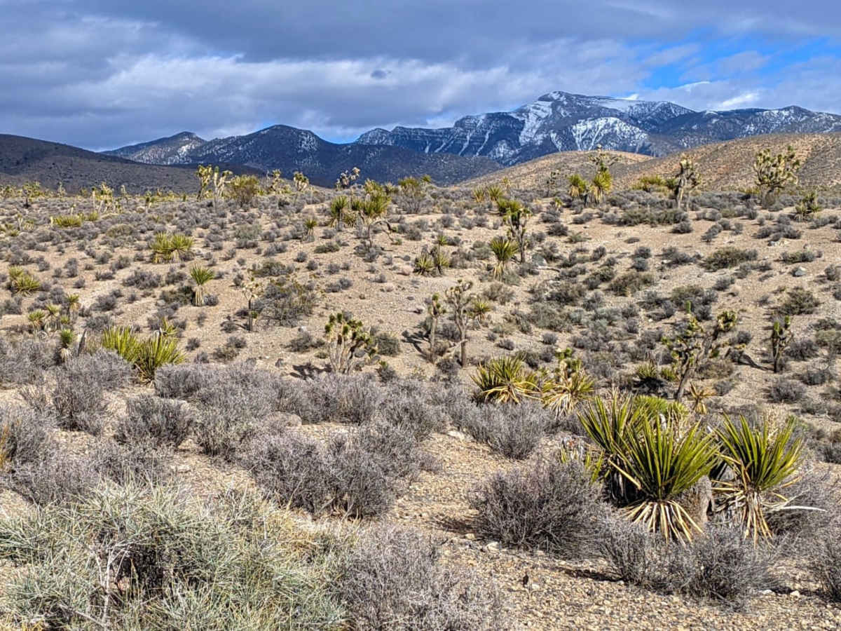 Horse Springs - Sand Wash Cut Across photo 4