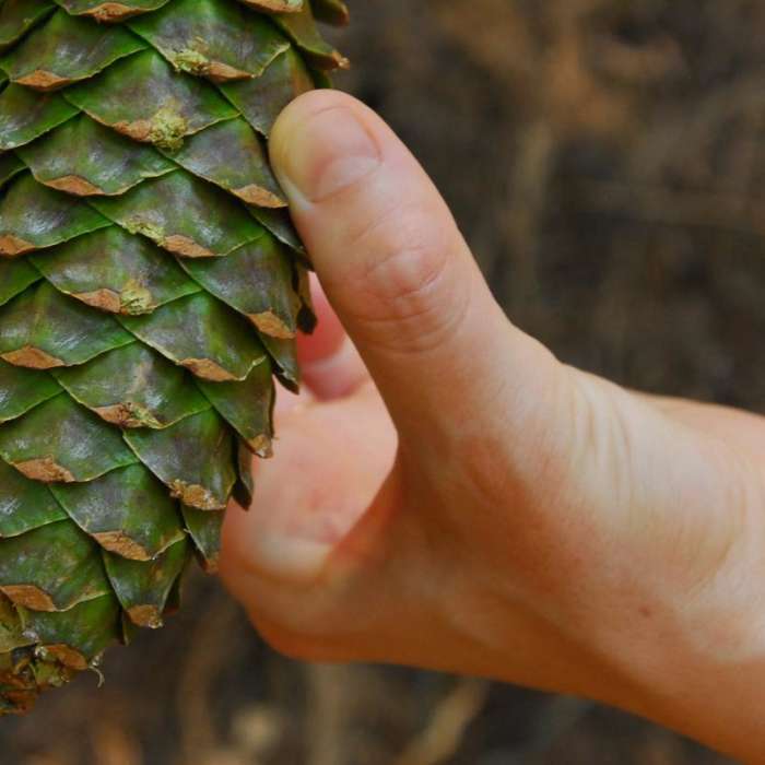 Near Castle Crags Dome Hike
