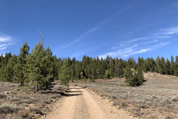 Spruce Summer Cabins Loop